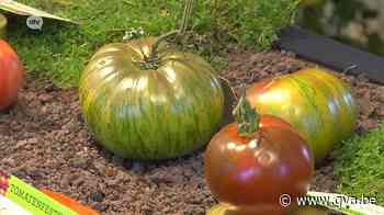 200 verschillende rassen en zelfs een praline: tomatenfestiv... (Kalmthout) - Gazet van Antwerpen Mobile - Gazet van Antwerpen