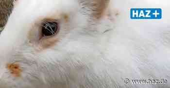 Hemmingen: Tierschutzverein sucht für Kaninchen Dobby Zuhause - Hannoversche Allgemeine