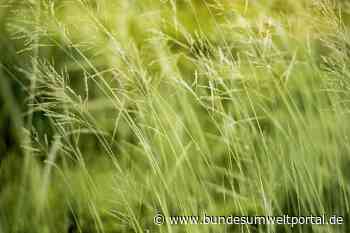 SPD will Reduzierung der Wahlplakate - CDU findet das „zum Grinsen“ | Raesfeld - Halterner Zeitung - BundesUmweltPortal - BundesUmweltPortal
