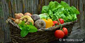 Increasing food costs on the way, says food procurement expert - Independent Education Today