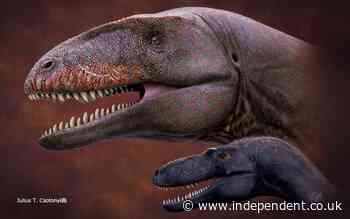 Scientists discover gigantic ‘shark-toothed’ dinosaur that dominated food chain before tyrannosaurs - The Independent