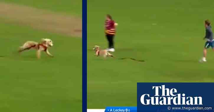 Spaniel Vettori: Dog retrieves ball during Women's All-Ireland T20 Cup semi-final – video