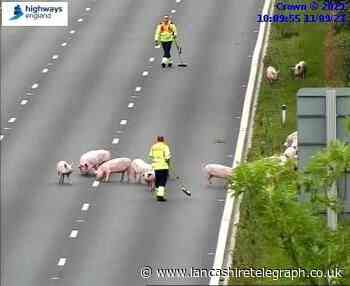Pigs on motorway bring traffic to a standstill