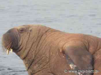 Spektakulärer Besuch: Walross ruht sich auf Baltrum aus - TAGEBLATT: Nachrichten aus Stade, Buxtehude und der Region - Tageblatt-online