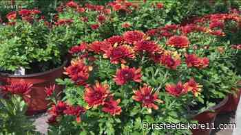 Grow with KARE: Caring for your mums