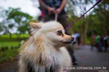 Inscrições para castração de cães e gatos estão abertas em Cotia - Cotia e Cia