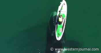 Whale of a Tale: Paddle Boarder 'Didn't Feel Fear' After Getting Nudge from Below the Surface