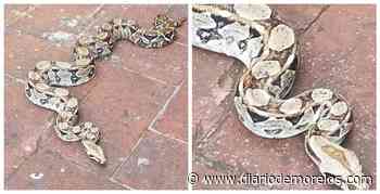 Capturan a una boa en Cuernavaca - Diario de Morelos