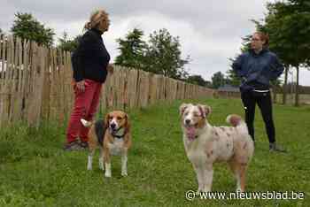 Broechemse honden kunnen nu los rennen en spelen aan De Moervelden