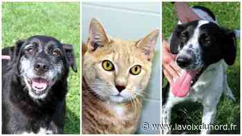 Arras : Banby, Calou et Chipsy espèrent trouver un foyer - La Voix du Nord