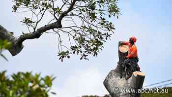 Give dodgy door-knocking tree loppers the chop, warns industry