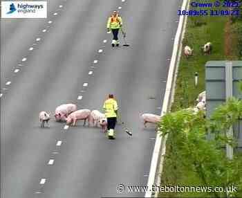 Pigs on motorway bring traffic to a standstill - The Bolton News