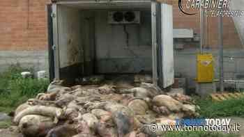 Stalla degli orrori a Fossano: decine di carcasse di maiali in avanzato stato di putrefazione e altre abbandonate vicino all'area di allevamento - TorinoToday