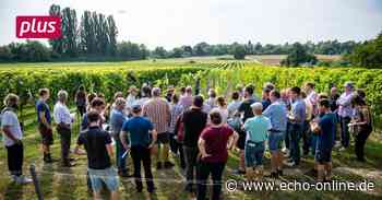 Die Rebsorten der Zukunft kommen aus Heppenheim - Echo Online