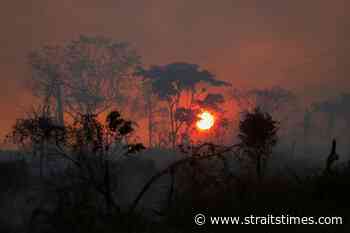 Global conservation forum votes to protect Amazon forest from 'apocalyptic scenario' - The Straits Times
