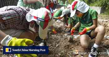 Hong Kong’s first ‘tiny forest’ to help city combat soaring temperatures - South China Morning Post