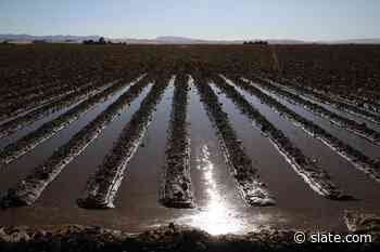 Could We Use Floods to Prevent Forest Fires? - Slate