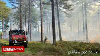 Wareham Forest: Campfire likely to have caused blaze - BBC News