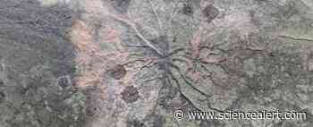 The World's Oldest Known Forest Was Not Like We Imagined, New Study Shows - ScienceAlert