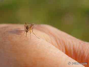 Rhode Island Confirms Fifth West Nile Virus Finding Of 2021 - Patch.com