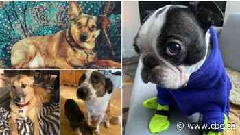 In this election in Dawson City, Yukon, none of the candidates are barking up the wrong tree