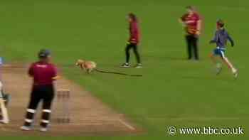 'Dog has stopped play!' - All-Ireland women's cricket match interrupted by dog