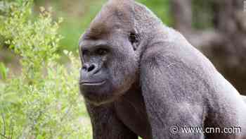 Gorillas at Zoo Atlanta being treated after initial testing reveals Covid-19 virus