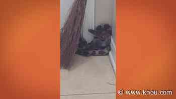 Watch: Woman says snake jumped into her home when she went to check on noise at her front door - KHOU.com