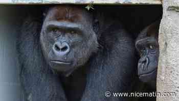 Des gorilles d'un zoo aux Etats-Unis positifs au coronavirus