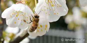 BRUCHSAL | Wer rettet die Bienen? - Landfunker