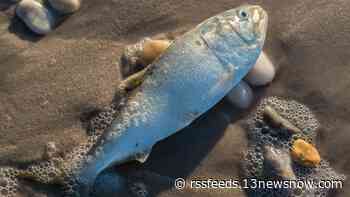 VMRC: 400,000 dead fish spill into Hampton Roads waters