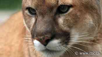 Police shoot, kill cougar prowling Lethbridge subdivision