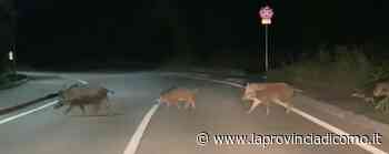 I cinghiali a San Fermo «Erano vicino all'ospedale» GUARDA IL VIDEO - La Provincia di Como