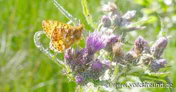 Morbach: Moore bringen Erfolge beim Artenschutz und Klimaschutz - Trierischer Volksfreund