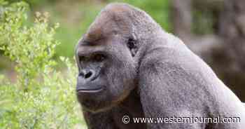 Gorillas in Atlanta Zoo Test Positive for COVID After They Begin Coughing; All Signs Point to Fully Vaccinated Handler