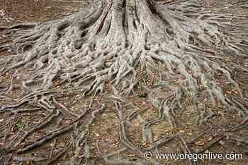 Despite gardener’s careful work, tree roots rob water from the soil: Ask an expert - OregonLive