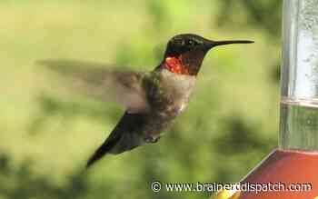 Ask the Master Gardener: Don't take down those hummingbird feeders just yet - Brainerd Dispatch