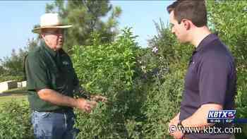 Weekend Gardener: How to get your rose bushes ready for fall - KBTX