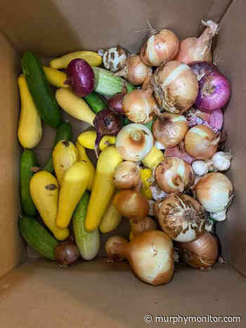 Gardener shares bounty - Murphy Monitor