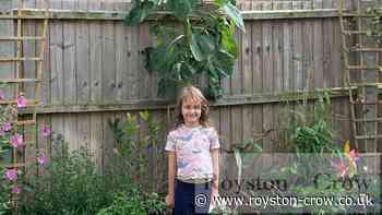 Royston gardener Hattie Grimes, 5, grows super sunflowers - Royston Crow