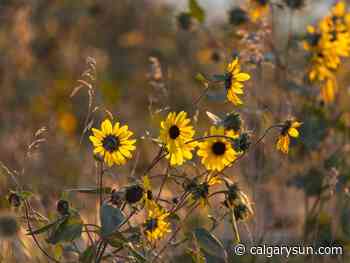 On The Road with Mike Drew: Early bird and all that .... - Calgary Sun
