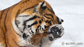 El tigre de Amur y el leopardo del Lejano Oriente: abandonan la lista de peligro de extinción - THE ES.RBTH. | Rusia.