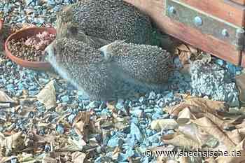 Dresden: Können Dresdner Igel Musik studieren? - Sächsische.de