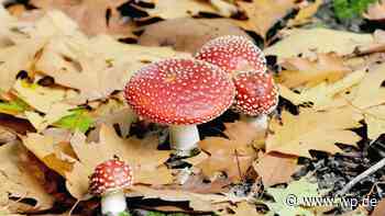 Pilze sammeln in Siegen und Umland: Vorsicht vor Vergiftung - Westfalenpost