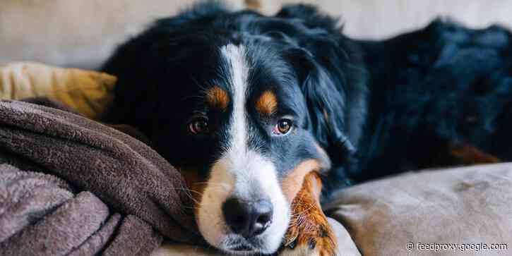Dog trainers say you should try these 5 things to prepare your dog to be home alone when you go back to the office