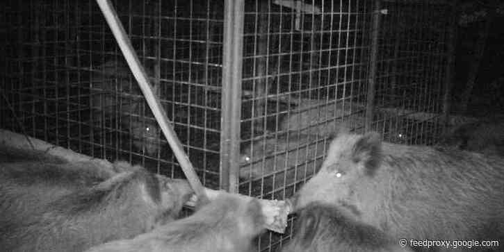 Amazing photos show a family of wild boars organizing a cage breakout of 2 piglets, demonstrating high levels of intelligence and empathy