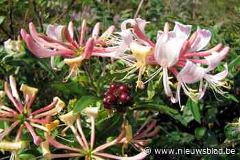 Essen neemt deel aan Natuurpunt-actie Behaag... Natuurlijk - Het Nieuwsblad