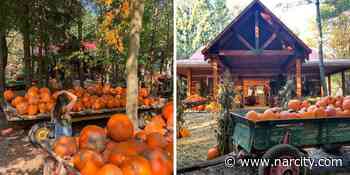 This Farm Near Toronto Has Pumpkin Spice Everything & It's Like Being In A Fall Fairytale - Narcity Canada