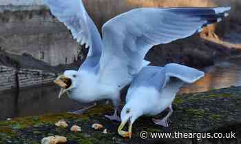 Adur and Worthing council warn public not to feed seagulls