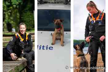 Kleine Stitch is uitgegroeid tot volwaardige politiehond die gepensioneerde Kaylee moet vervangen